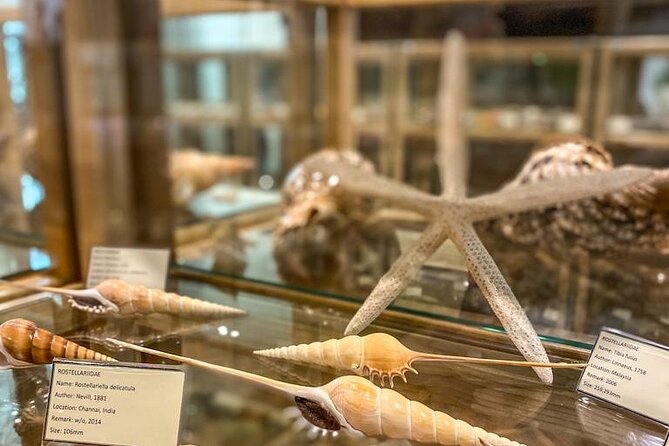 Visit Shell Museum Cavtat - Entering Glossus Humanus in Cavtat: a shell museum that’s easy to fit in
