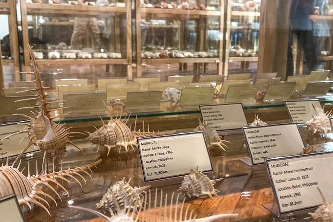 Visit Shell Museum Cavtat - The guided exhibition: what makes it fun instead of just quiet staring