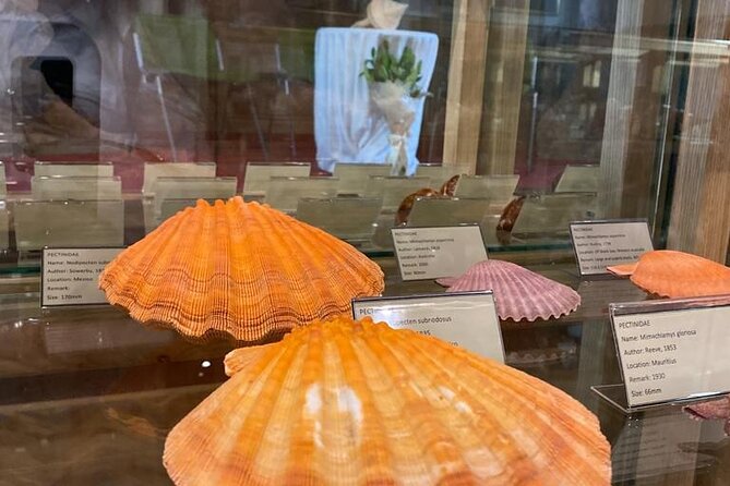 Visit Shell Museum Cavtat - How long you’ll be inside (and why that’s a win)