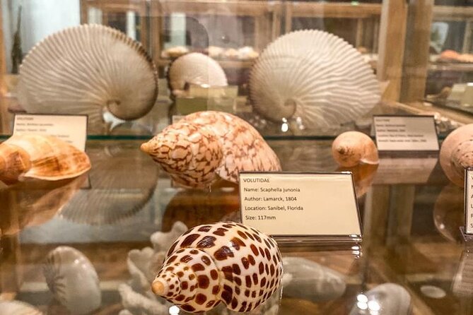 Visit Shell Museum Cavtat - What you’ll see: labels, shapes, and 3,500+ species