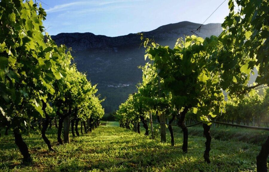 Wine Lover's Tour from Dubrovnik - Key Things to Know Before You Go