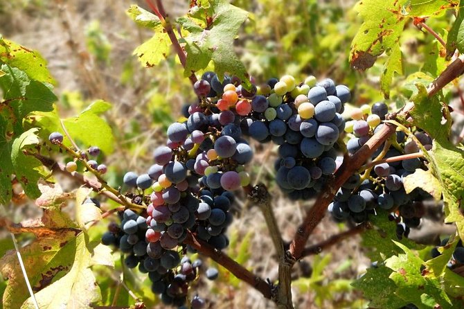 Wine Lover's Tour of Peljesac Peninsula - What you’ll taste and buy: dry wines, grappa, liqueurs, and snack pairings