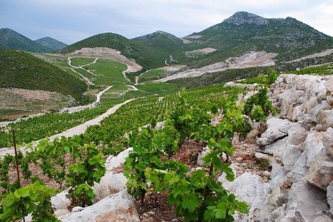 Wine tour peninsula Pelješac - Getting from Dubrovnik: the coastal drive on D8